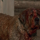 Image for article titled Cujo / The Running Man